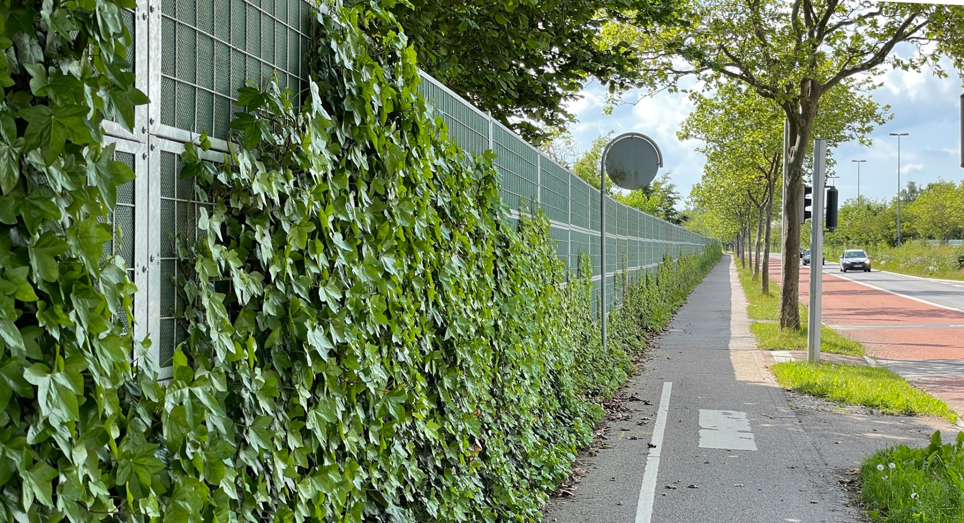 Noistop Steel sound barrier overgrown with ivy along a cycle path in a Danish municipality